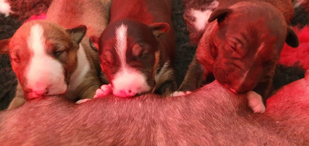 des prés de Nélissa - Bull Terrier - Portée née le 04/04/2020