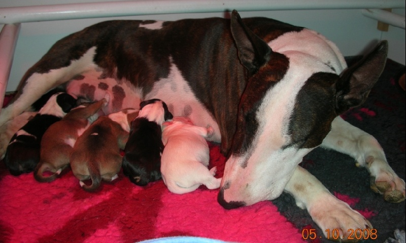 des prés de Nélissa - Bull Terrier - Portée née le 04/10/2008