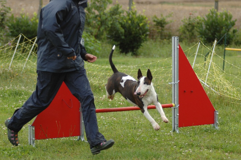 les bullettes à l'agility