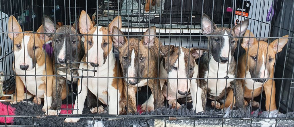 des prés de Nélissa - Bull Terrier - Portée née le 03/12/2021