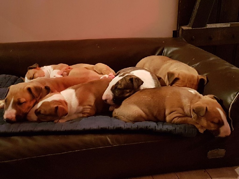 des prés de Nélissa - Bull Terrier - Portée née le 07/12/2016