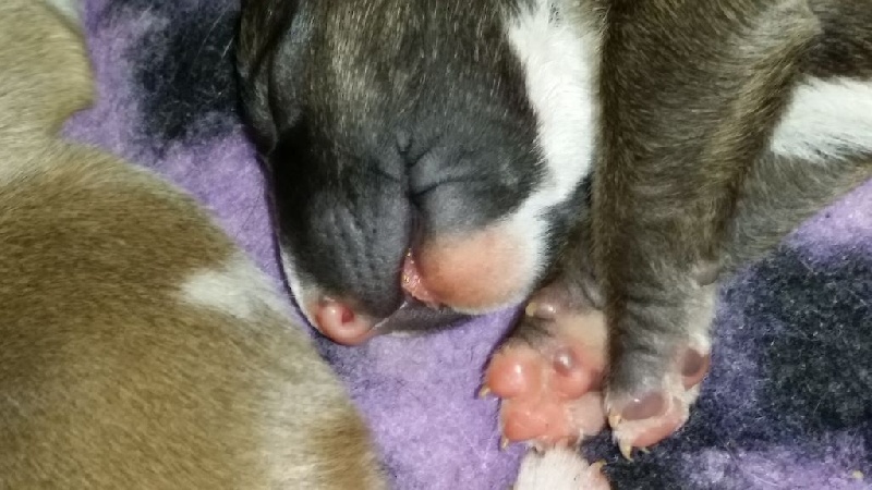 des prés de Nélissa - Bull Terrier - Portée née le 12/09/2015