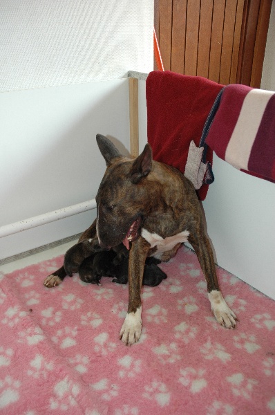 des prés de Nélissa - Bull Terrier - Portée née le 05/05/2011